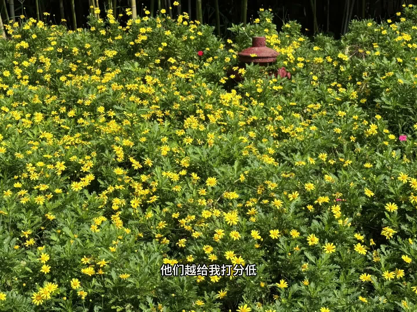 视频截图